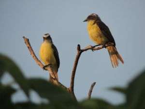 Nature's wonders: a bird "shrinks" its organs to fly thousands of kilometers non-stop